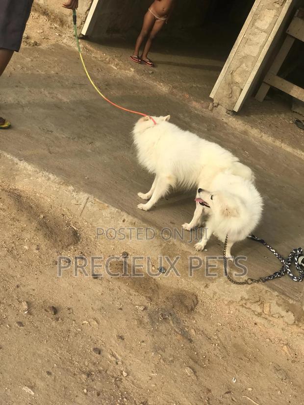 Crossing For American Eskimo #3- Vom Larry · Photo 7