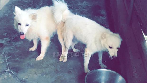Crossing For American Eskimo #3- Vom Larry · Photo 8