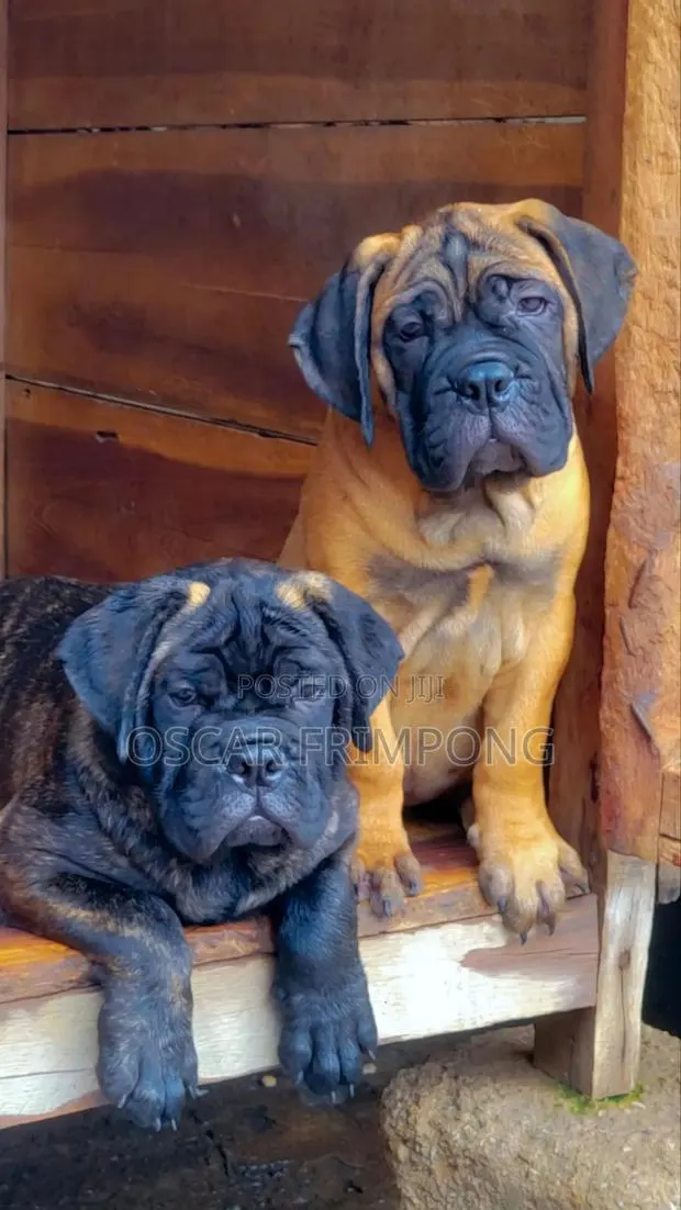 1-3 months Female Purebred Bullmastiff · Photo 1