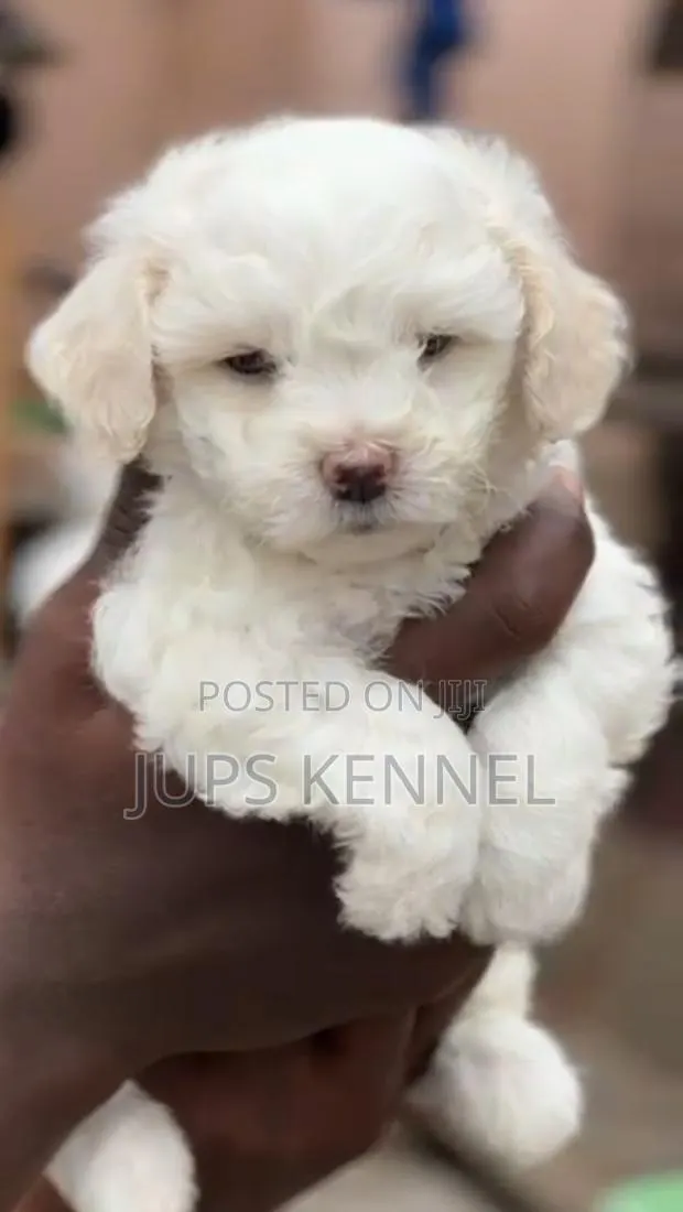 1-3 months Female Purebred Poodle · Photo 1