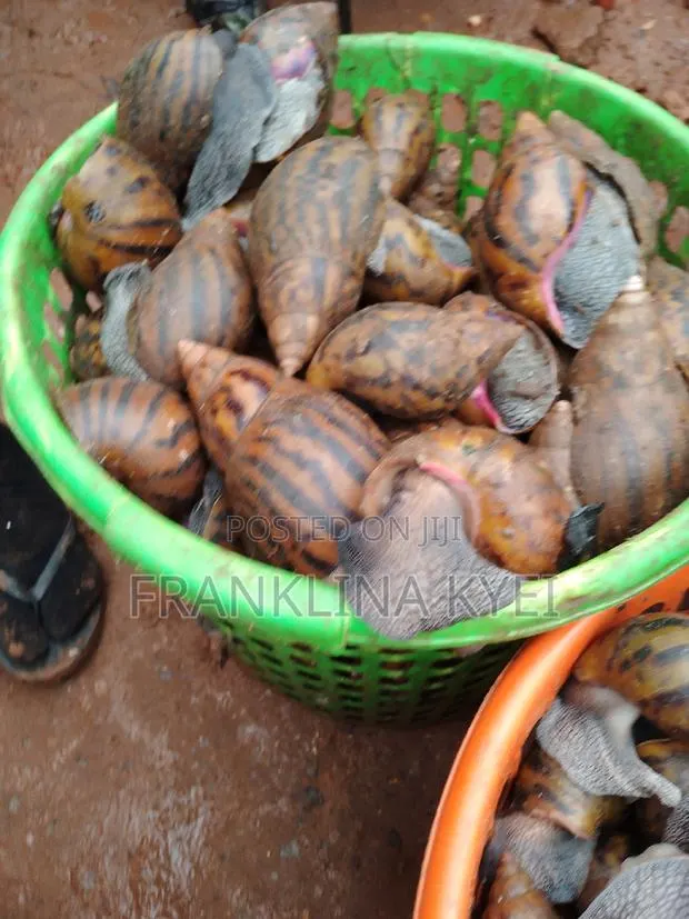 Bush Snails · Photo 1