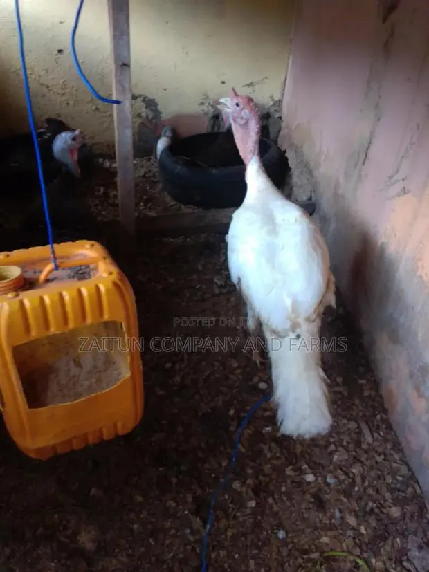 Matured Pair ofTurkeys for Sale · Photo 1