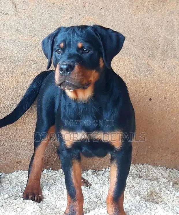 3-6 months Male Purebred Rottweiler · Photo 1