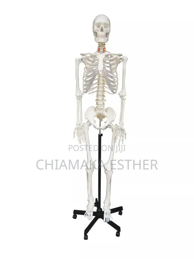 Medical Model Skeleton · Photo 1