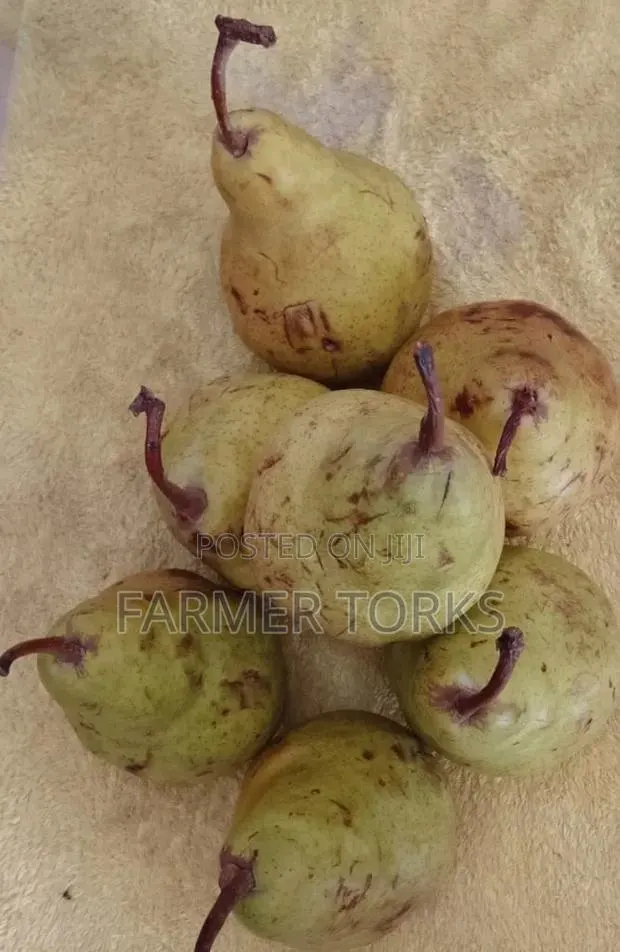 Apple Pear · Photo 1