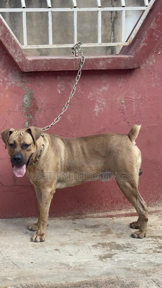 6-12 months Male Purebred Boerboel · Photo 1