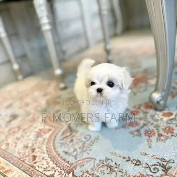 1-3 months Male Purebred Poodle · Photo 1