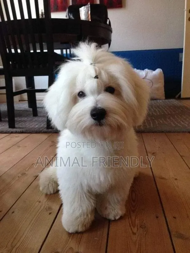 1-3 months Male Purebred Poodle · Photo 1