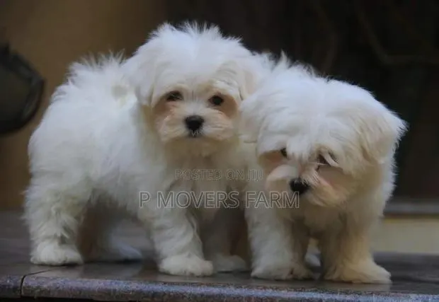 1-3 months Male Purebred Poodle · Photo 1