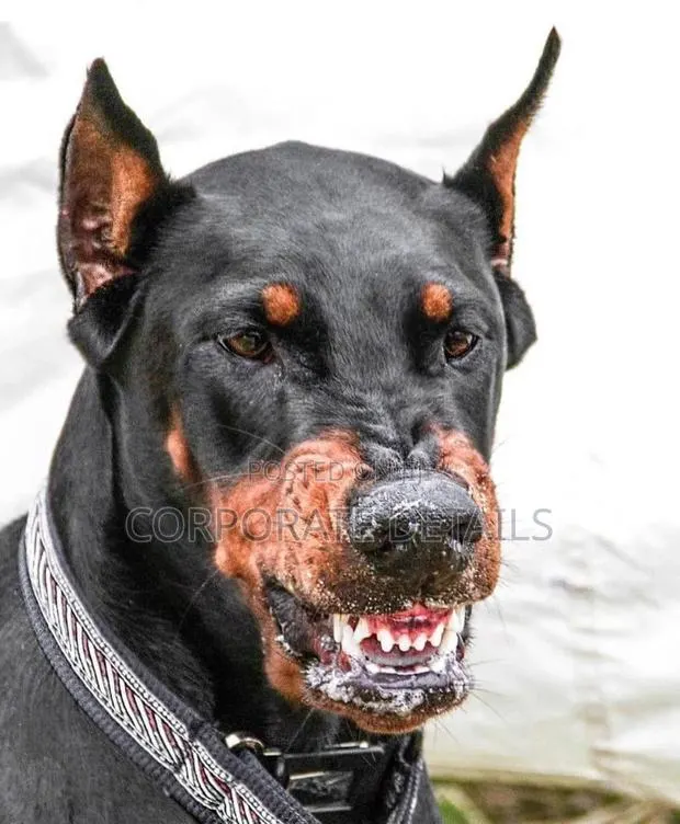 1+ year Male Purebred Doberman Pinscher · Photo 1