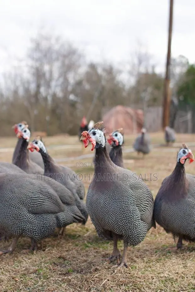 8 Weeks Guinea Fowls · Photo 3