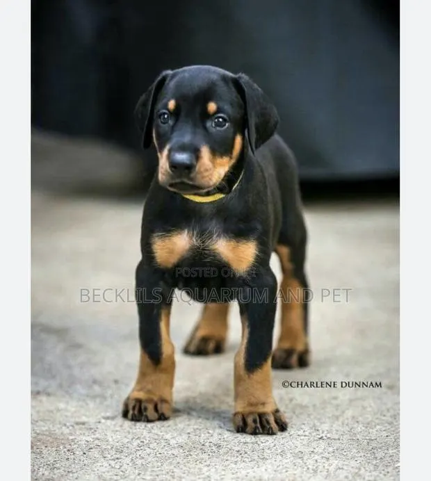 1-3 months Female Purebred Doberman Pinscher · Photo 1