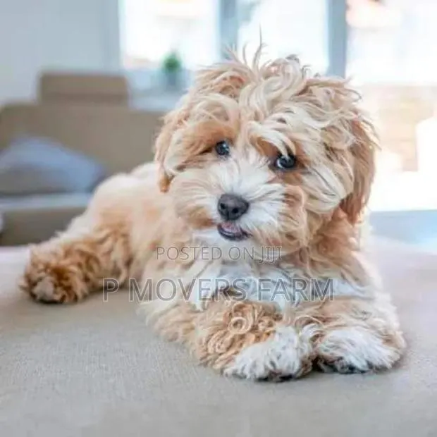 1-3 months Male Purebred Poodle · Photo 1