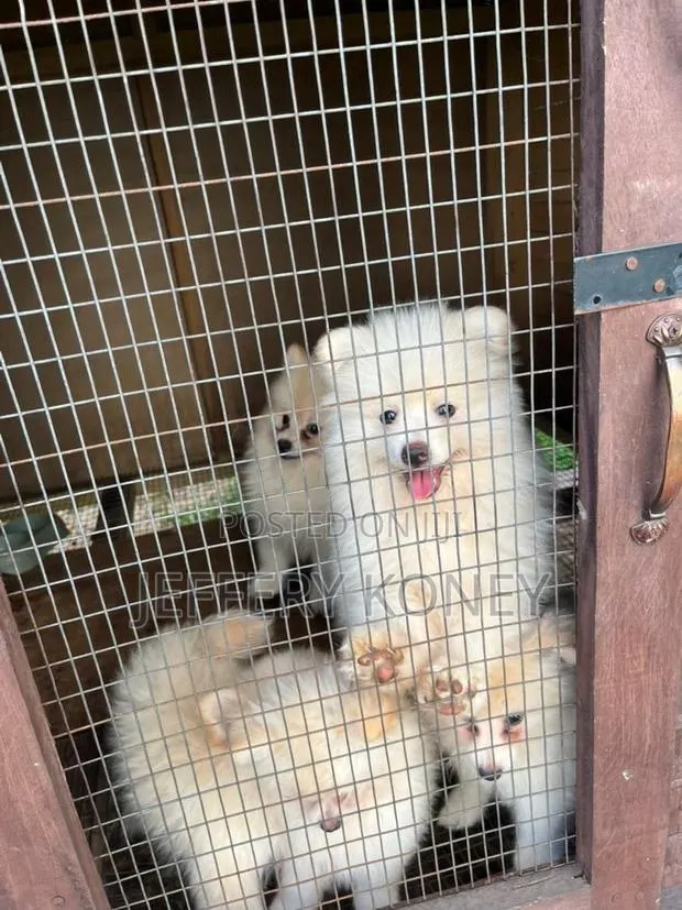1-3 months Female Purebred Pomeranian · Photo 1