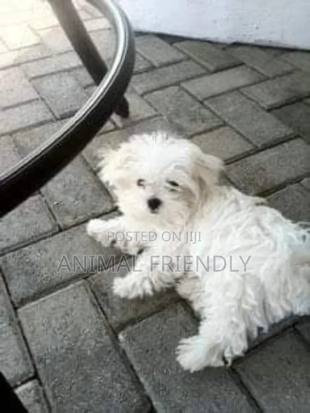 1-3 months Male Purebred Poodle · Photo 1