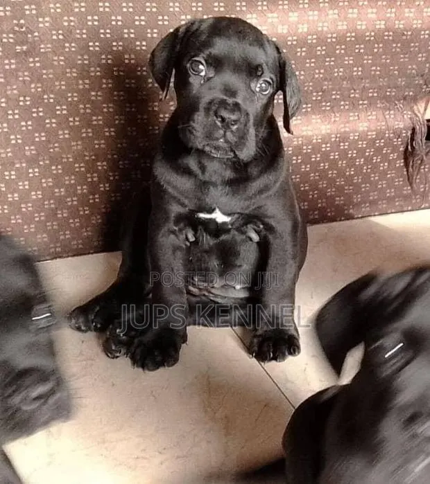 1-3 months Female Purebred Cane Corso · Photo 1