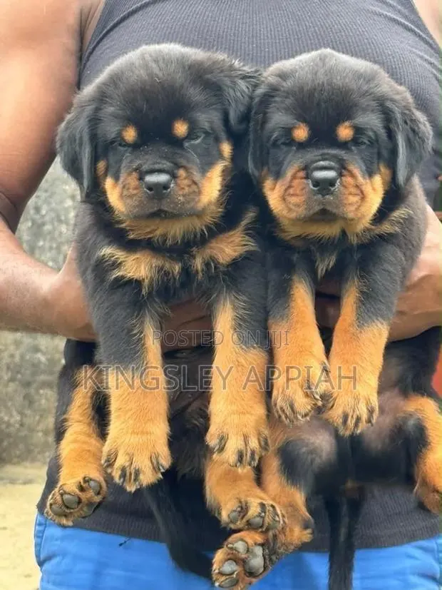 1-3 months Male Purebred Rottweiler · Photo 1
