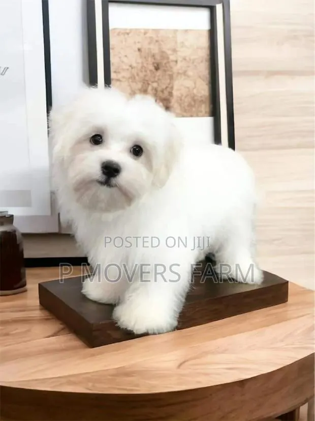 1-3 months Male Purebred Maltese · Photo 1