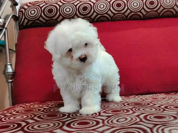 1-3 months Male Purebred Poodle · Photo 1