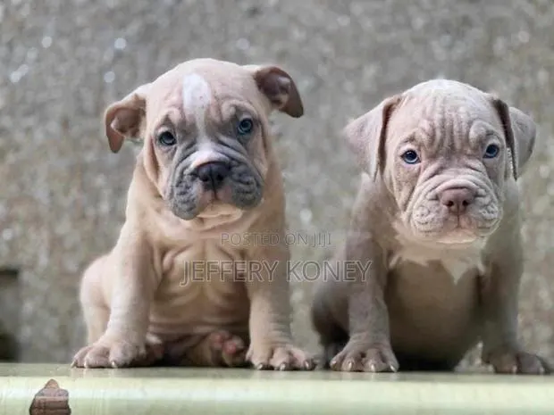 1-3 months Male Purebred American Bully · Photo 1