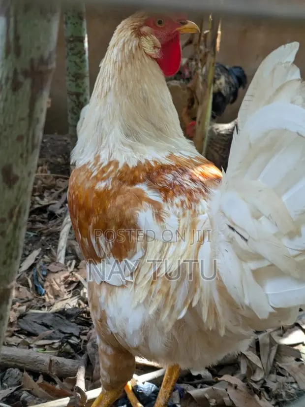Big Local Male Fowl · Photo 2