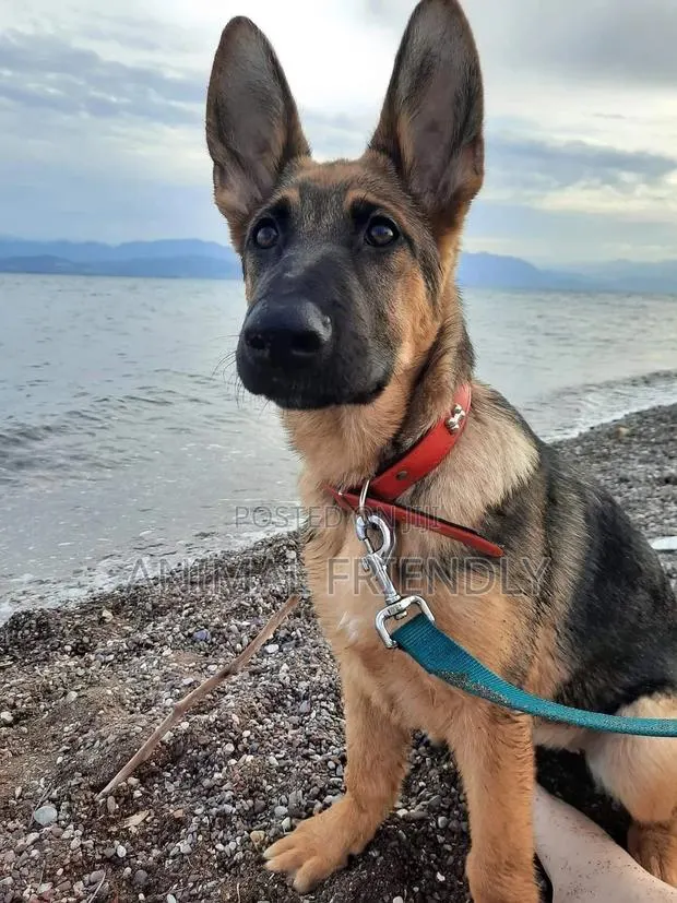 1-3 months Male Purebred German Shepherd · Photo 1