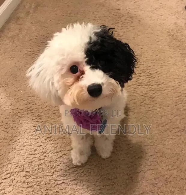 1-3 months Female Purebred Maltipoo · Photo 1