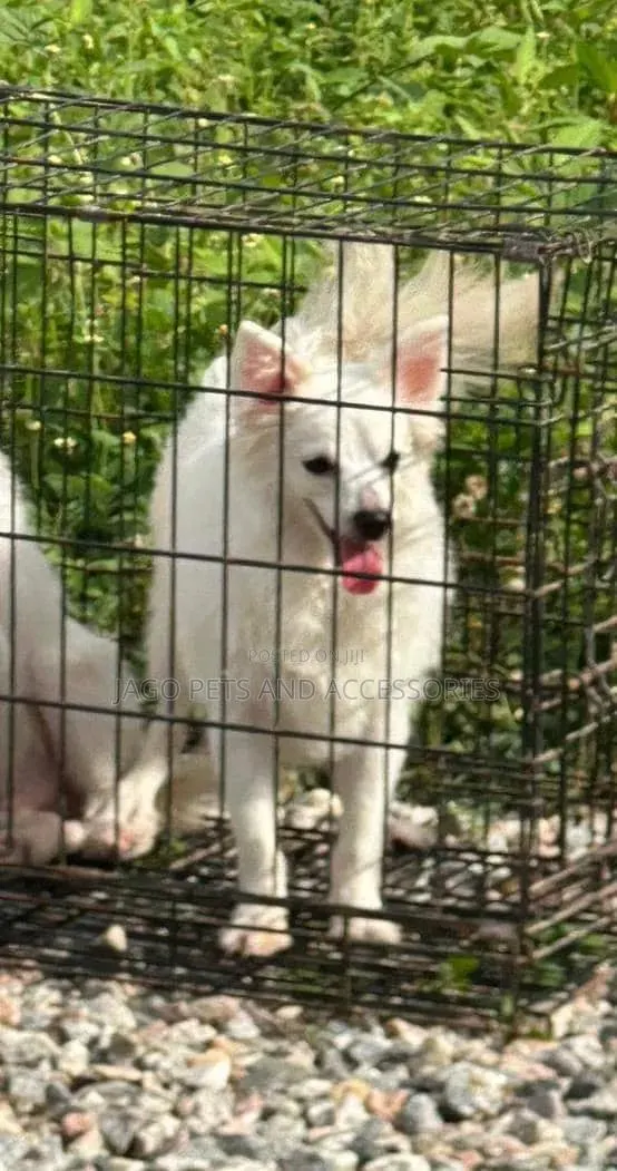 6-12 months Female Purebred American Eskimo · Photo 1