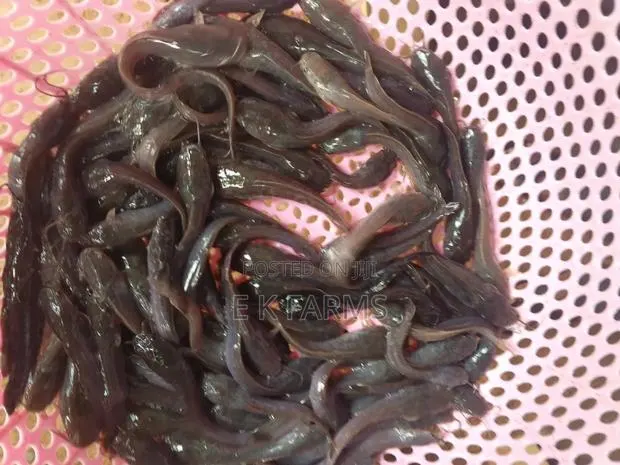 Catfish Juveniles,Fingerlings and Jumbo Size Available · Photo 4