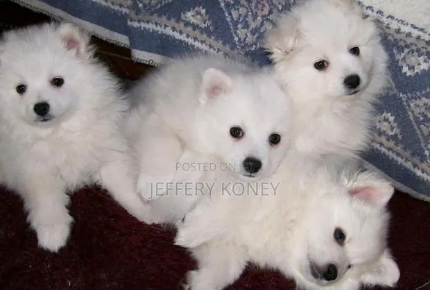 1-3 months Female Purebred American Eskimo · Photo 1
