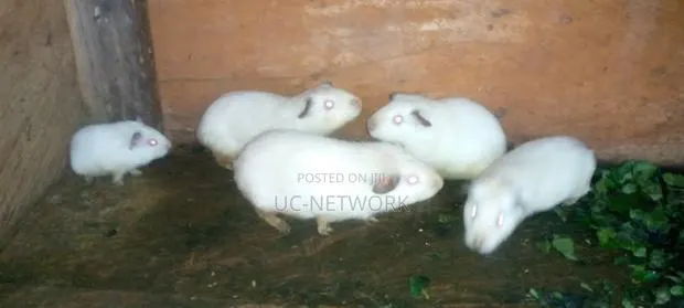 White Color Local Guinea Pig Available for Sale · Photo 1