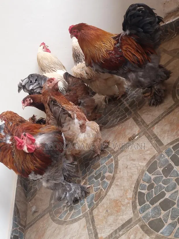 Silkie Bantam, Brahma, Polish Chickens for Sale · Photo 1