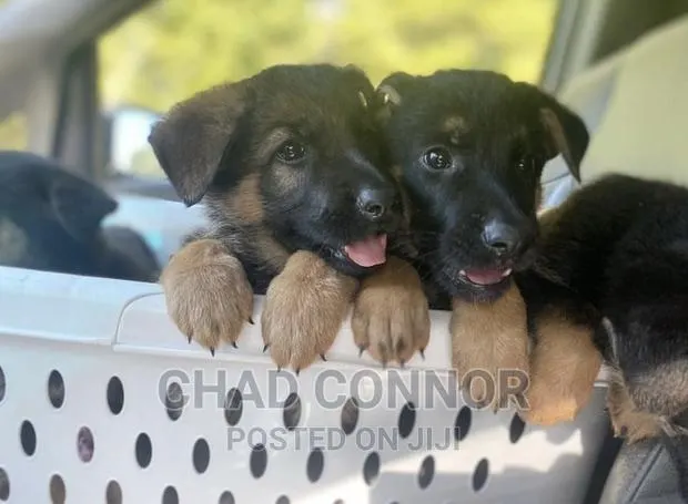 1-3 months Male Purebred German Shepherd · Photo 1