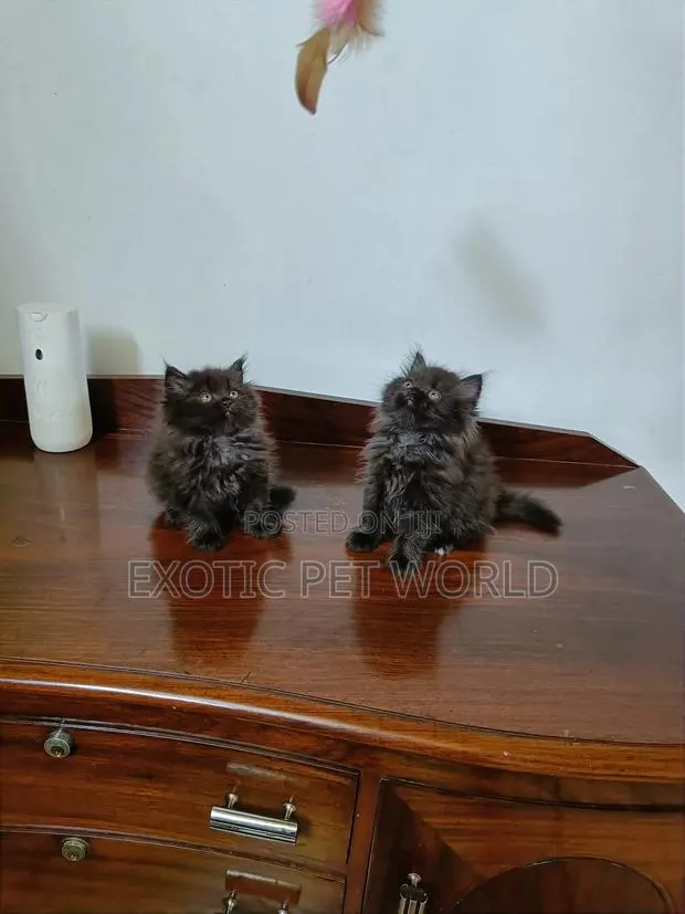 0-1 month Male Purebred Persian · Photo 1