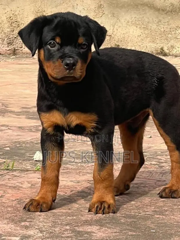 1-3 months Male Purebred Rottweiler · Photo 1