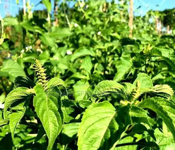 Nunum Leaves(African Basil) · Photo 2