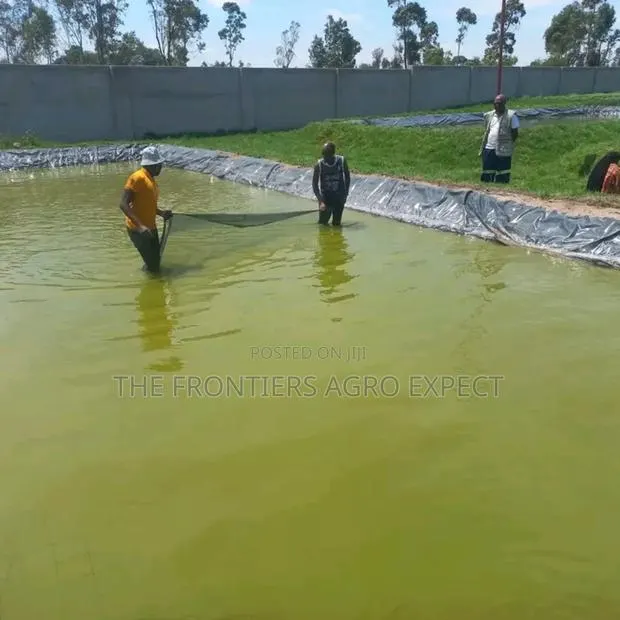 Tilapia / Catfish Earthen Pond · Photo 1