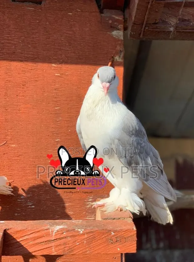 1 Pair of Silver Lahore Pigeons · Photo 1