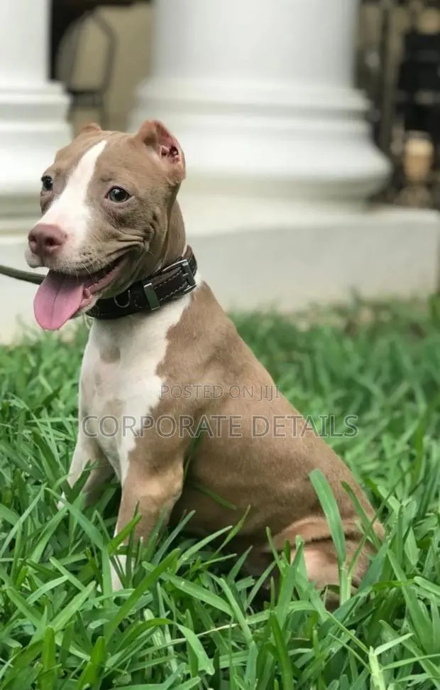 1-3 months Male Purebred American Pit Bull Terrier · Photo 1
