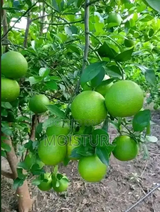 Grafted Orange Seedlings · Photo 1