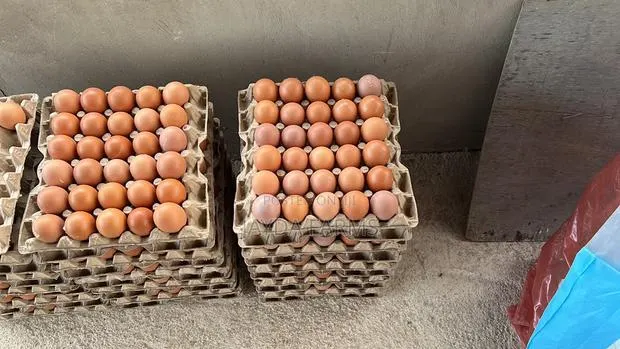 Quality Eggs · Photo 1