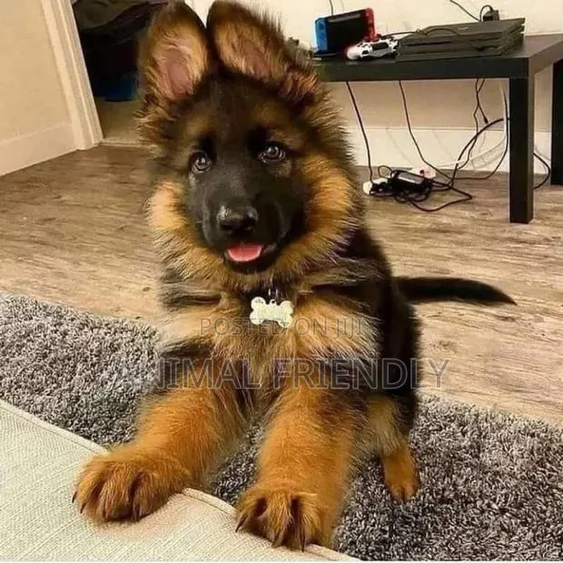 1-3 months Male Purebred German Shepherd · Photo 1