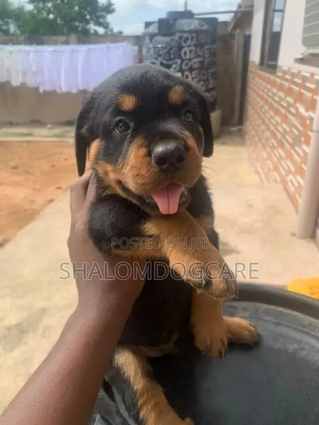 1-3 months Male Purebred Rottweiler · Photo 1