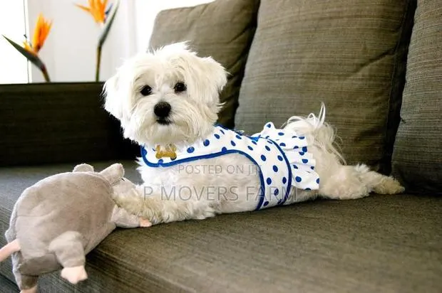 1-3 months Male Purebred Maltese · Photo 1