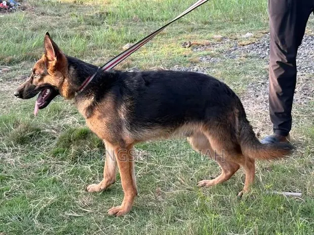 3-6 months Male Purebred German Shepherd · Photo 1