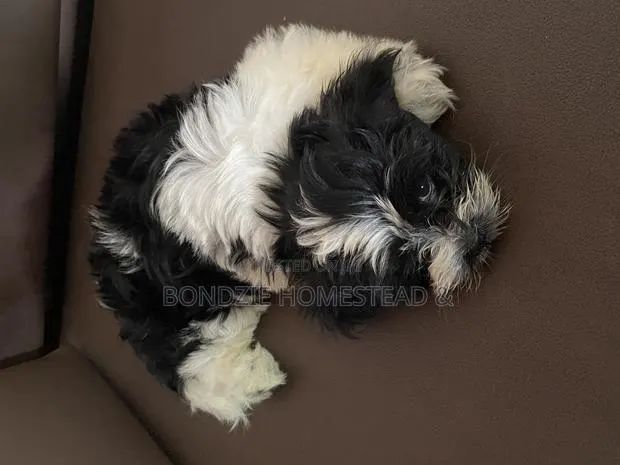 3-6 months Male Purebred Shih Tzu · Photo 1