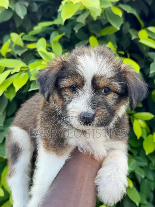 1-3 months Female Purebred Poodle · Photo 1