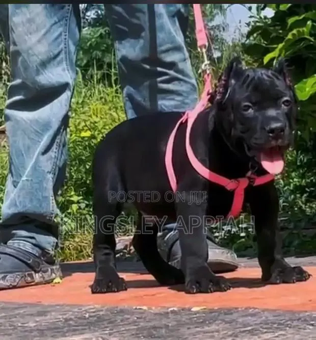 1-3 months Male Purebred Cane Corso · Photo 1