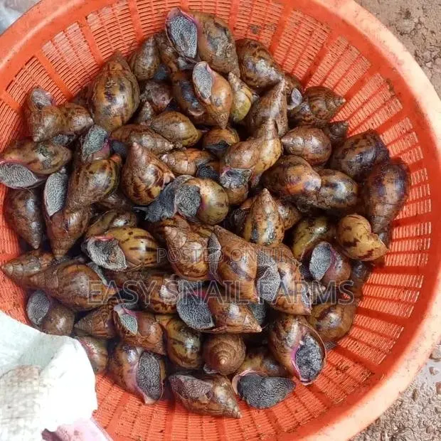 Fresh and Frozen Snails · Photo 1