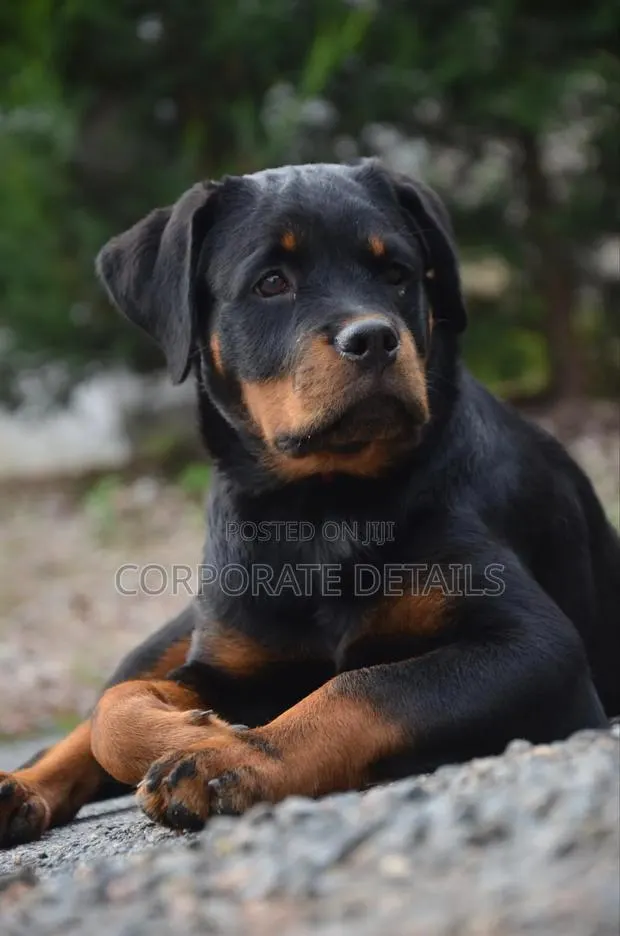 6-12 months Male Purebred Rottweiler · Photo 1